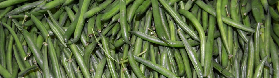 A close up of a large quantity of beans.